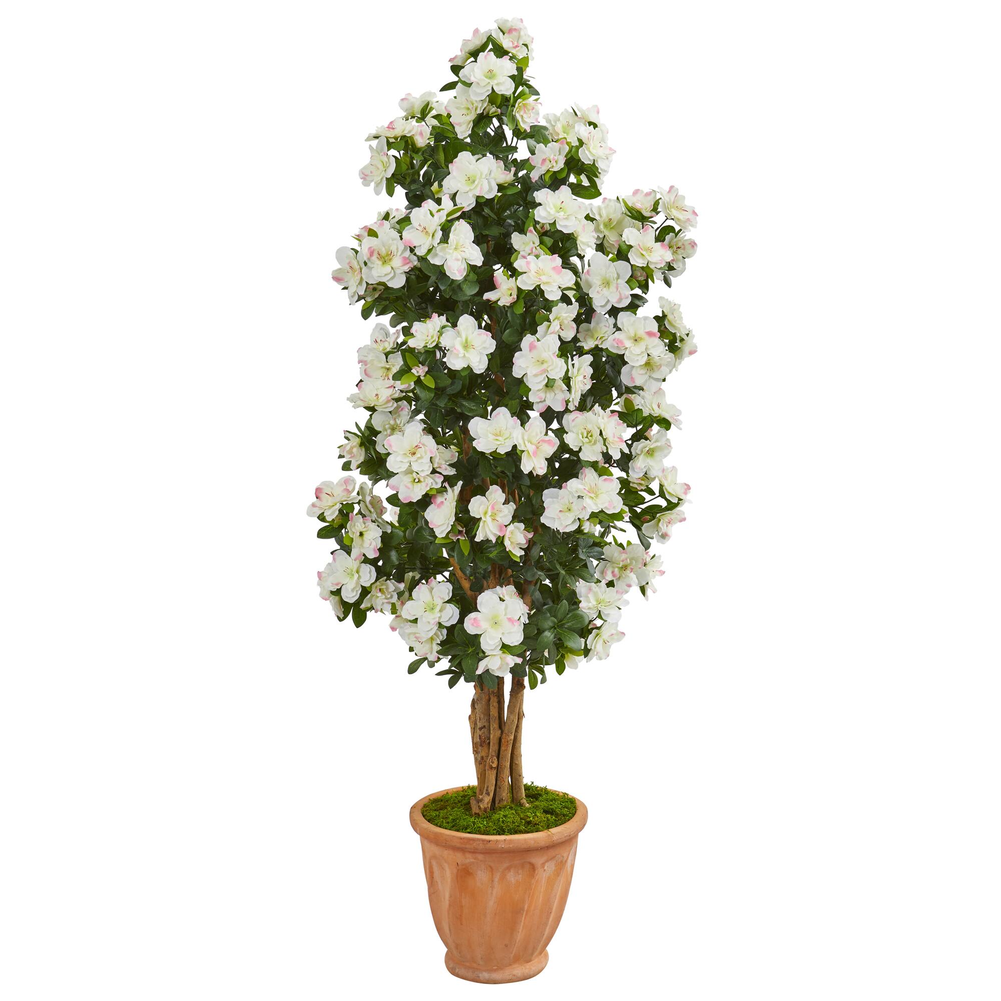 4.9ft. Azalea Tree in Terracotta Planter